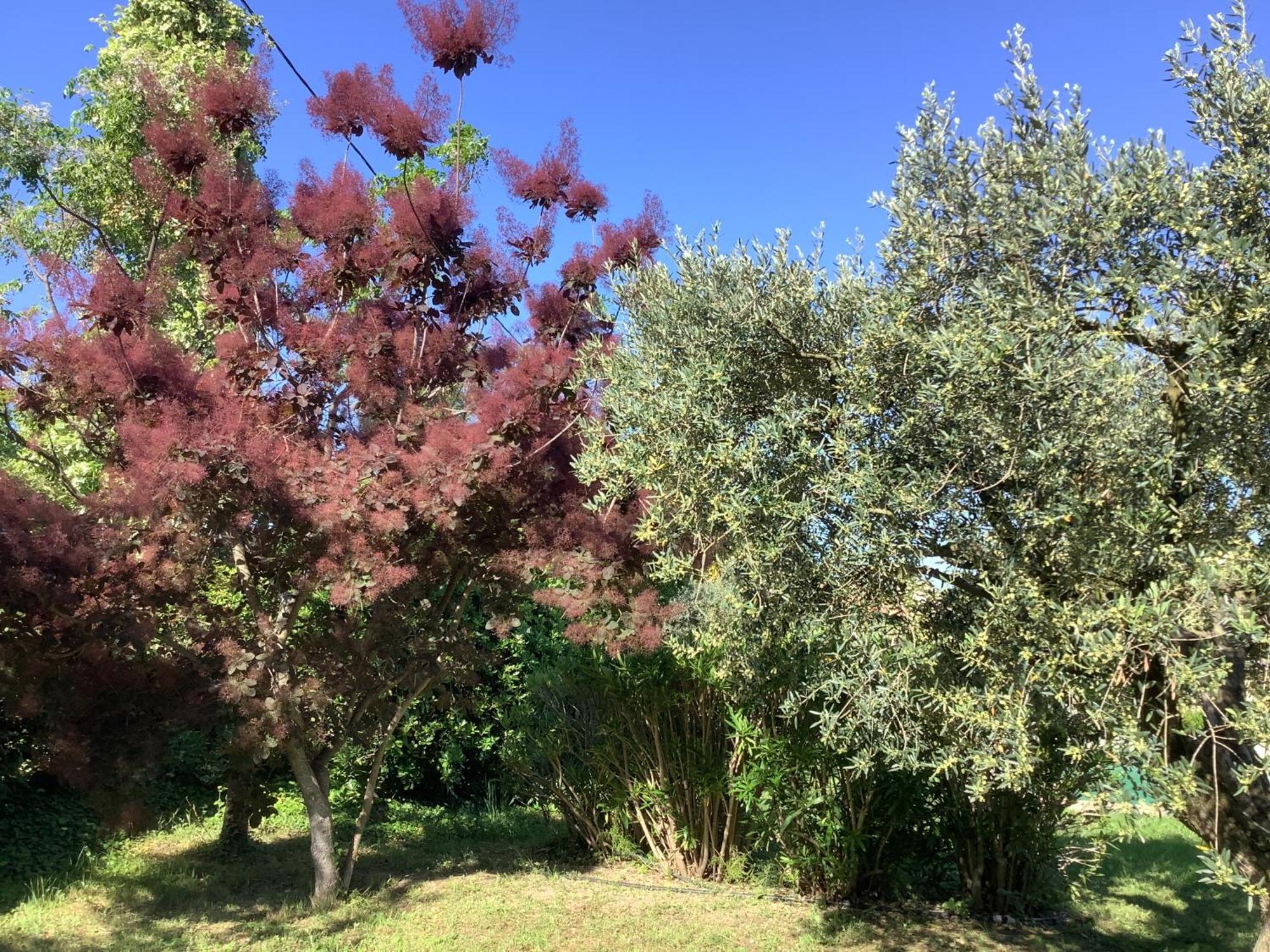 Le Mas Des Oliviers Martigues Extérieur photo